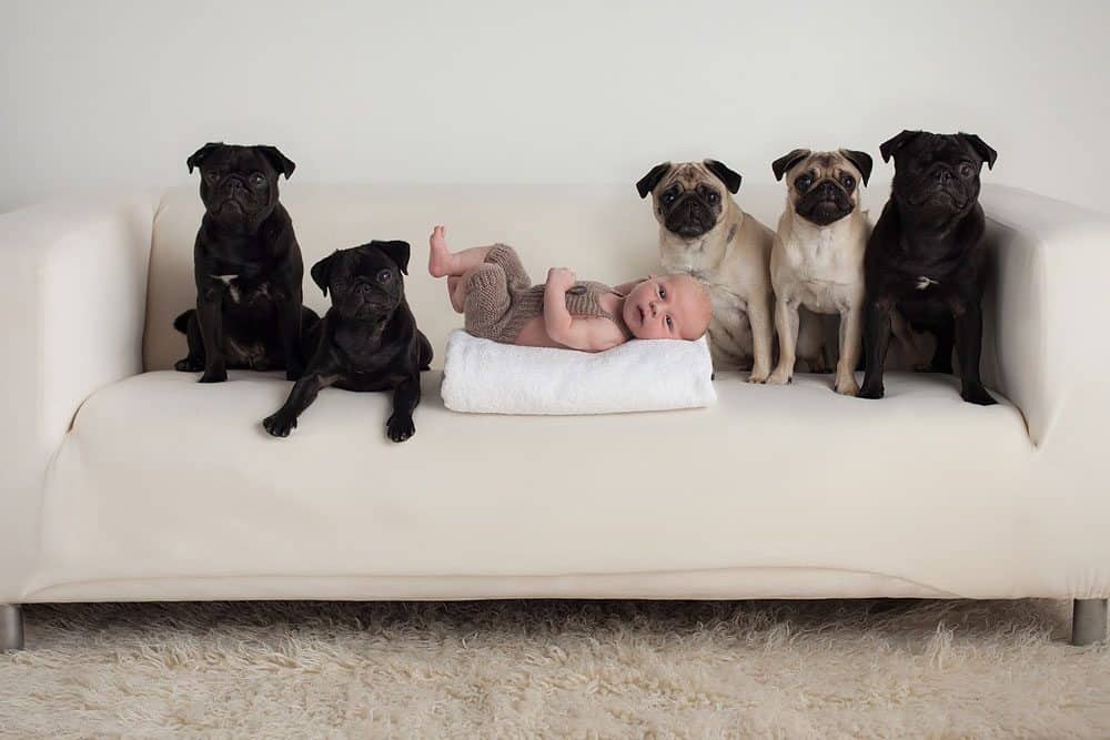 newborn with pugs dogs unique photography