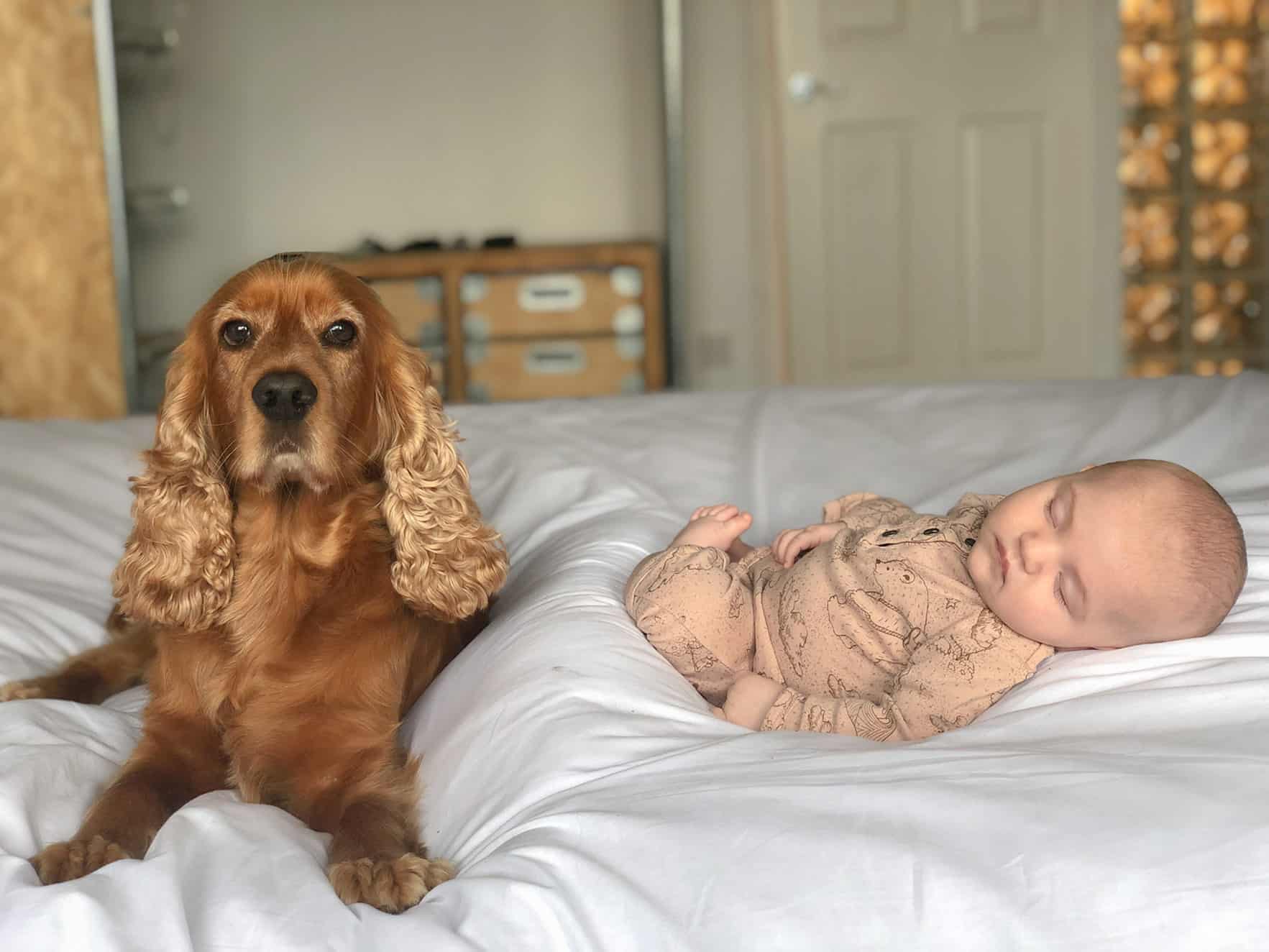 newborn and dog photos at home