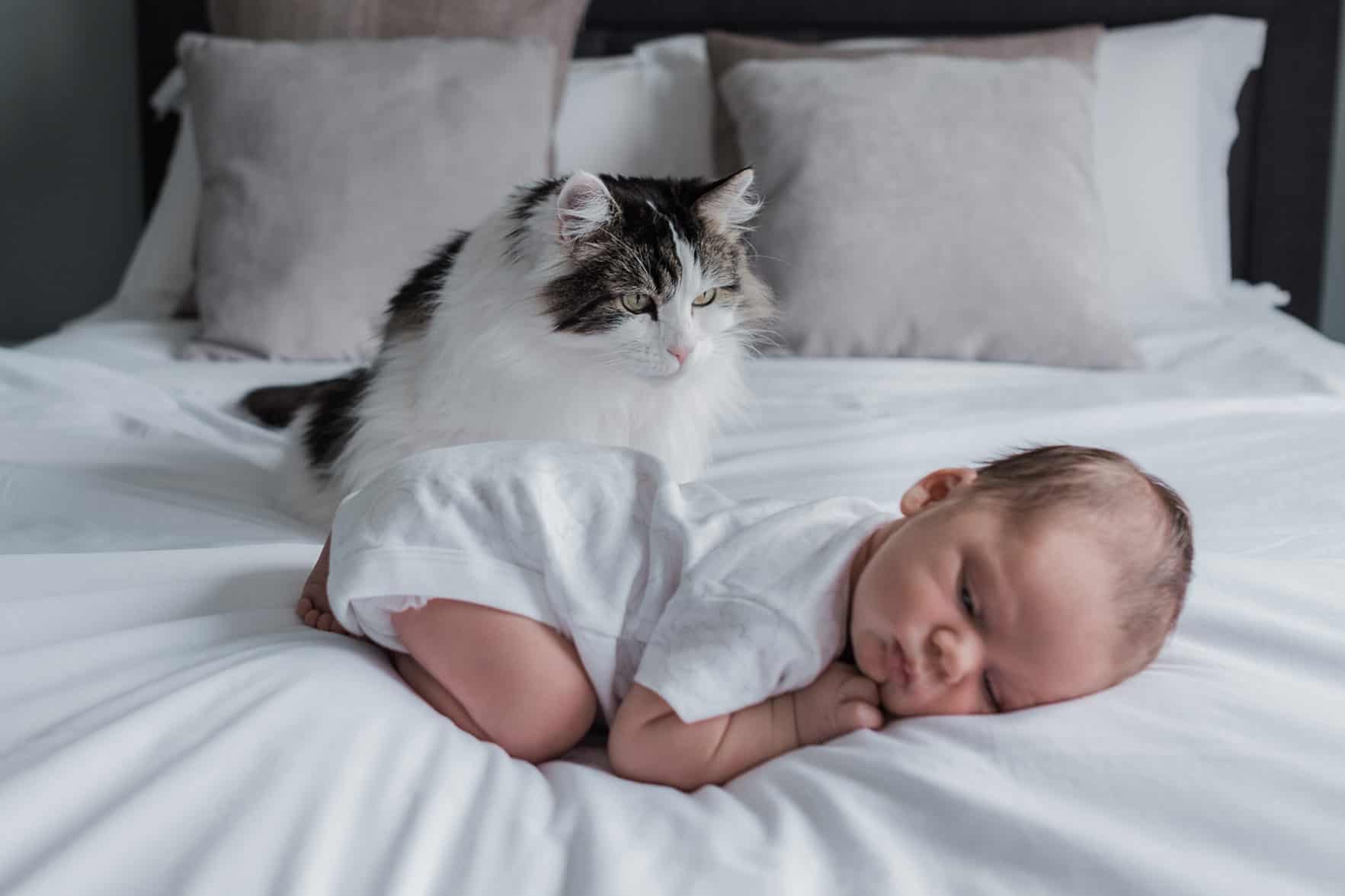newborn-baby-and-cat-photos-at-home-001 26