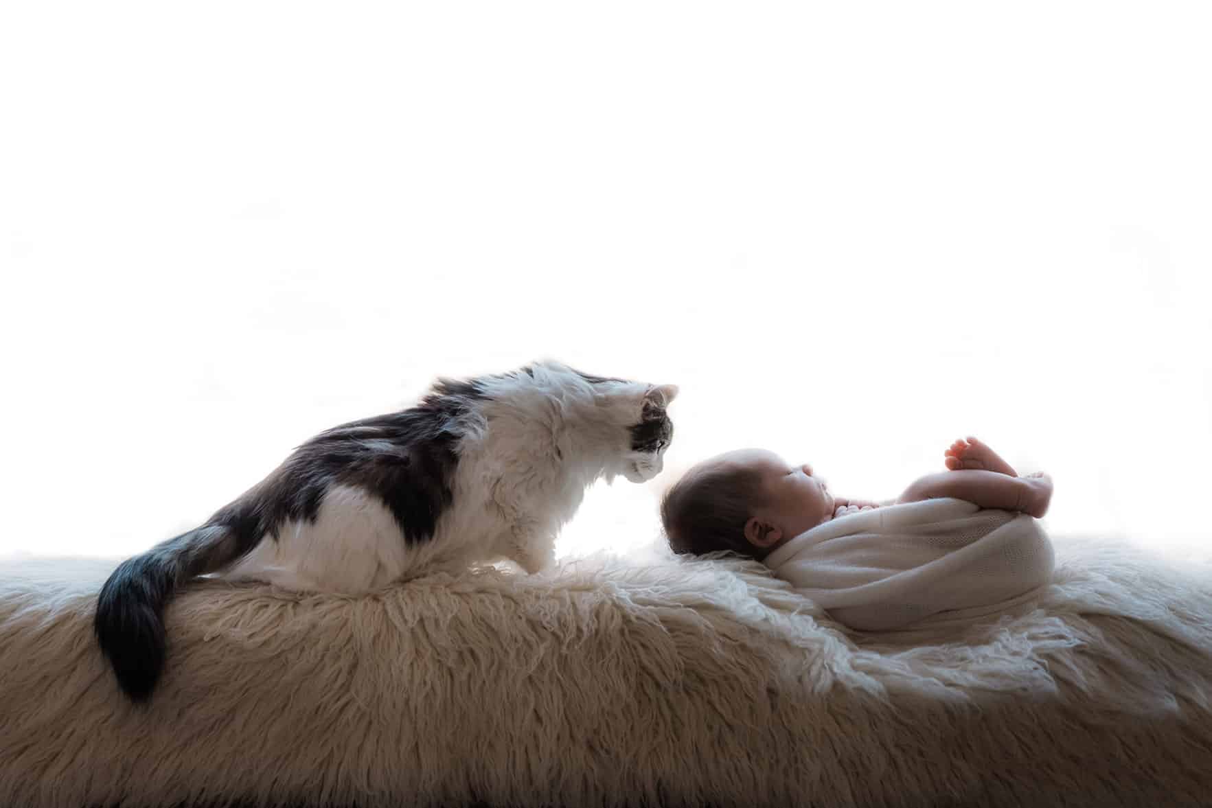 newborn-baby-and-cat-photos-at-home-002 27