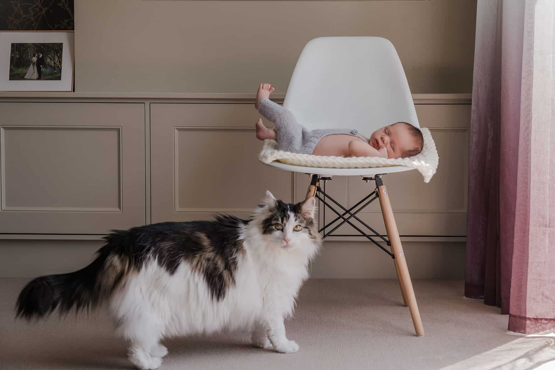 Baby and cat photography diy at home