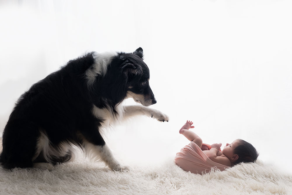 newborn photos with dog 