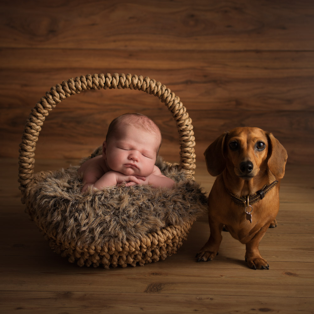 newborn photoshoot with dog